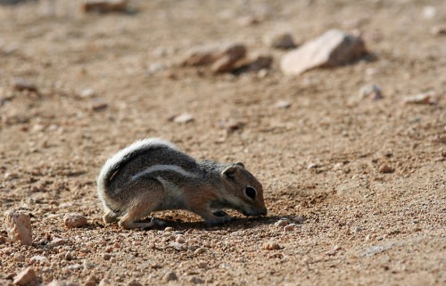 Antelope squirrel