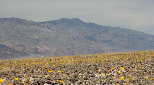 Death Valley õitseaeg