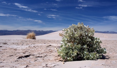 Death Valley taimed